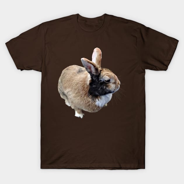 Mini Rex Rabbit T-Shirt by SusanSavad